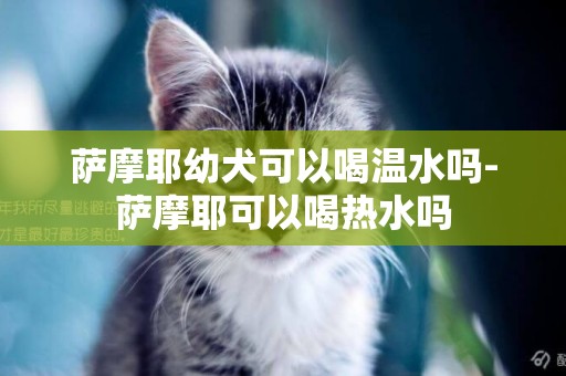 薩摩耶幼犬可以喝溫水嗎-薩摩耶可以喝熱水嗎