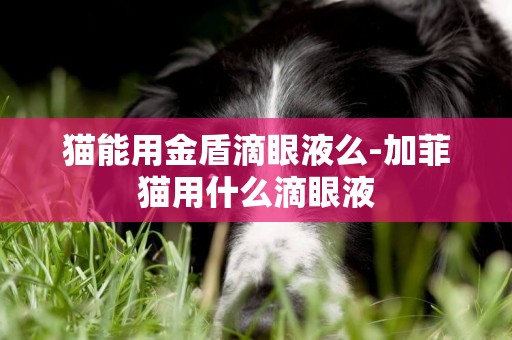 貓能用金盾滴眼液么-加菲貓用什么滴眼液