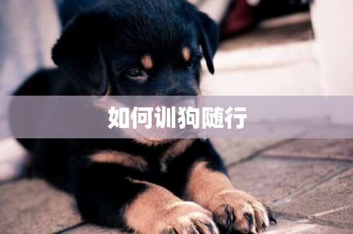 如何訓狗隨行