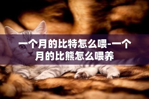 一個月的比特怎么喂-一個月的比熊怎么喂養