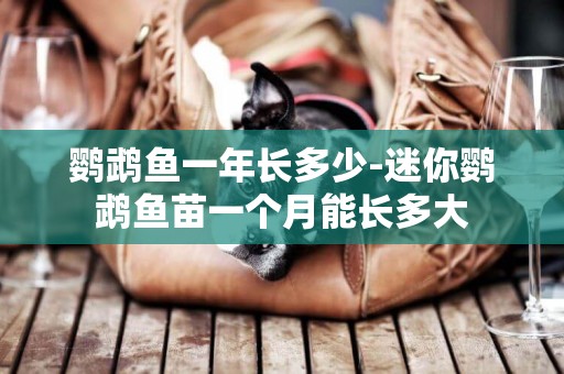 鸚鵡魚一年長多少-迷你鸚鵡魚苗一個月能長多大