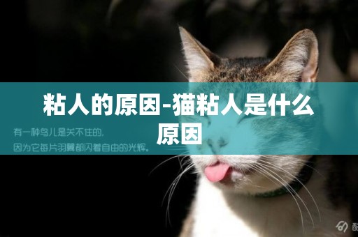 粘人的原因-貓粘人是什么原因