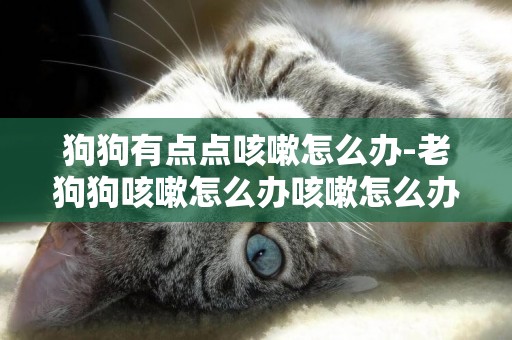 狗狗有點點咳嗽怎么辦-老狗狗咳嗽怎么辦咳嗽怎么辦