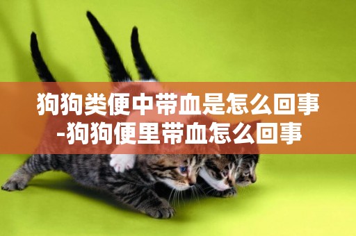 狗狗類便中帶血是怎么回事-狗狗便里帶血怎么回事