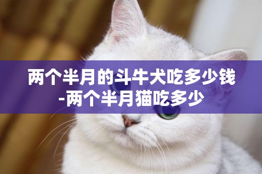 兩個半月的斗牛犬吃多少錢-兩個半月貓吃多少