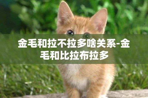 金毛和拉不拉多啥關系-金毛和比拉布拉多
