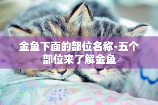 金魚下面的部位名稱-五個部位來了解金魚