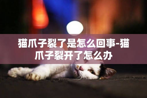 貓爪子裂了是怎么回事-貓爪子裂開了怎么辦