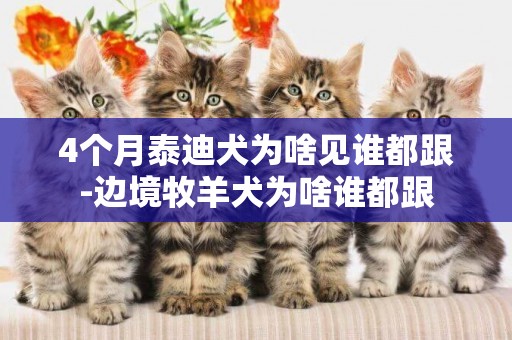 4個月泰迪犬為啥見誰都跟-邊境牧羊犬為啥誰都跟