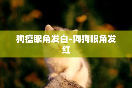 狗瘟眼角發白-狗狗眼角發紅