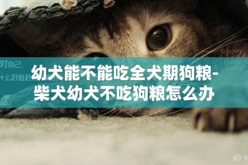 幼犬能不能吃全犬期狗糧-柴犬幼犬不吃狗糧怎么辦