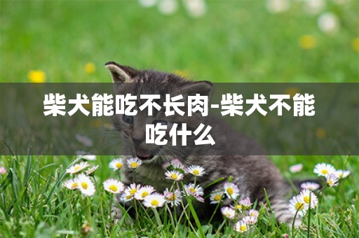 柴犬能吃不長肉-柴犬不能吃什么