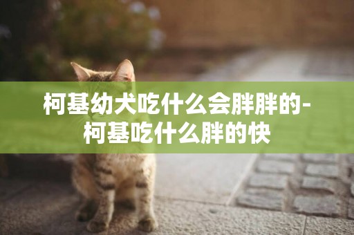 柯基幼犬吃什么會胖胖的-柯基吃什么胖的快