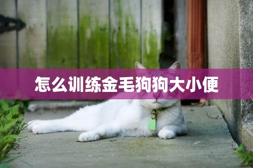 怎么訓練金毛狗狗大小便