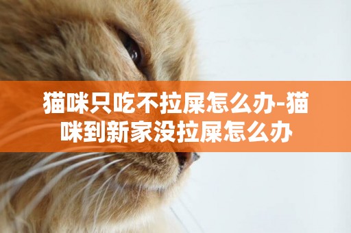 貓咪只吃不拉屎怎么辦-貓咪到新家沒拉屎怎么辦