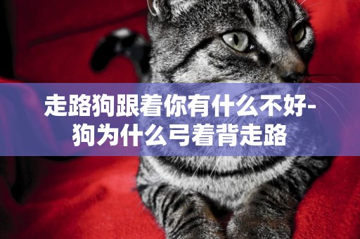 走路狗跟著你有什么不好-狗為什么弓著背走路