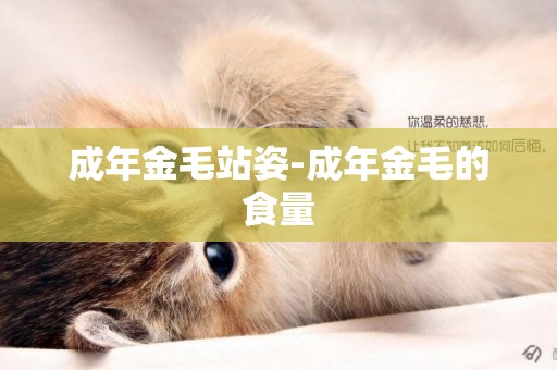 成年金毛站姿-成年金毛的食量