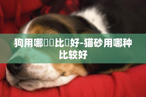 狗用哪種繩比較好-貓砂用哪種比較好