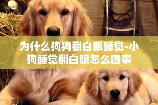 為什么狗狗翻白眼睡覺-小狗睡覺翻白眼怎么回事