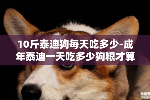 10斤泰迪狗每天吃多少-成年泰迪一天吃多少狗糧才算標準