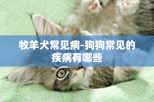 牧羊犬常見病-狗狗常見的疾病有哪些