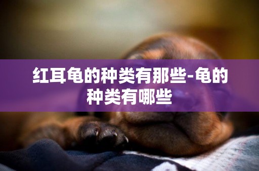 紅耳龜的種類有那些-龜的種類有哪些