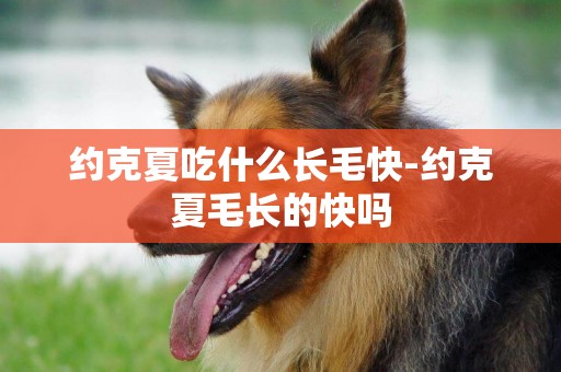 約克夏吃什么長毛快-約克夏毛長的快嗎