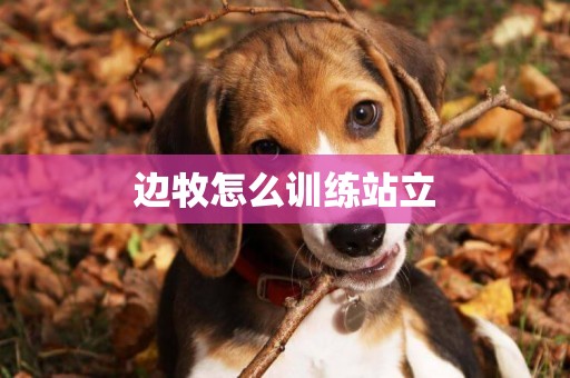 邊牧怎么訓練站立