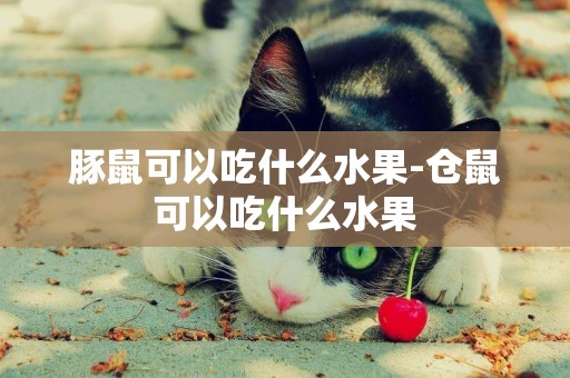 豚鼠可以吃什么水果-倉鼠可以吃什么水果