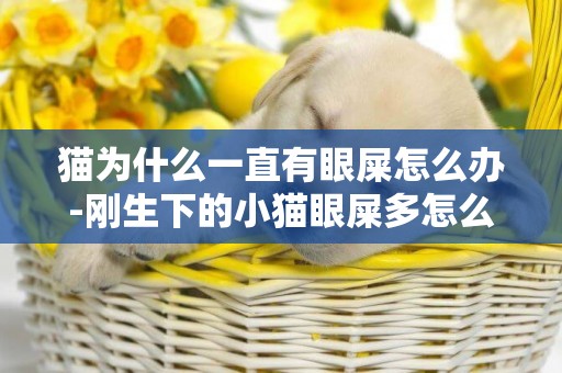 貓為什么一直有眼屎怎么辦-剛生下的小貓眼屎多怎么辦