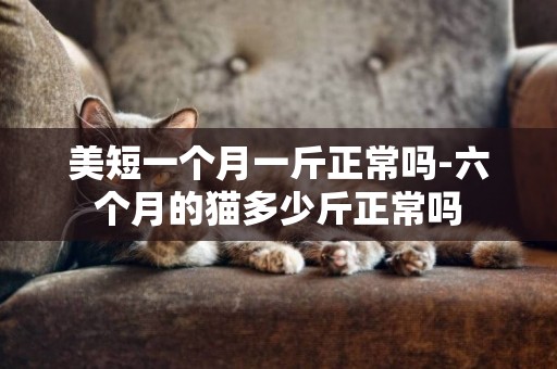 美短一個月一斤正常嗎-六個月的貓多少斤正常嗎