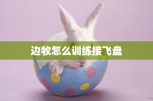 邊牧怎么訓練接飛盤
