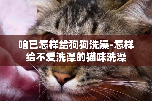 咱已怎樣給狗狗洗澡-怎樣給不愛洗澡的貓咪洗澡