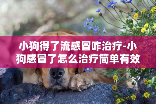小狗得了流感冒咋治療-小狗感冒了怎么治療簡單有效