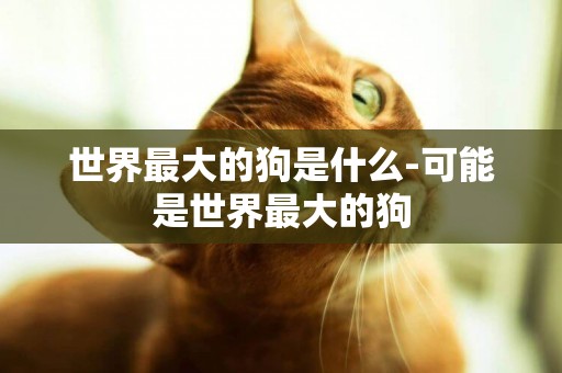 世界最大的狗是什么-可能是世界最大的狗