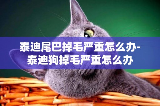 泰迪尾巴掉毛嚴重怎么辦-泰迪狗掉毛嚴重怎么辦