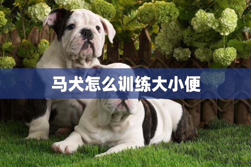 馬犬怎么訓練大小便