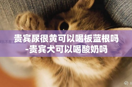 貴賓尿很黃可以喝板藍根嗎-貴賓犬可以喝酸奶嗎