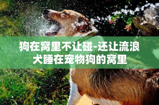 狗在窩里不讓碰-還讓流浪犬睡在寵物狗的窩里