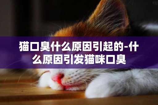 貓口臭什么原因引起的-什么原因引發貓咪口臭