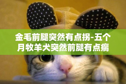 金毛前腿突然有點拐-五個月牧羊犬突然前腿有點瘸