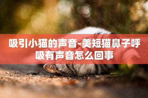 吸引小貓的聲音-美短貓鼻子呼吸有聲音怎么回事