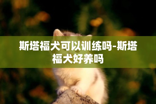 斯塔福犬可以訓練嗎-斯塔福犬好養嗎