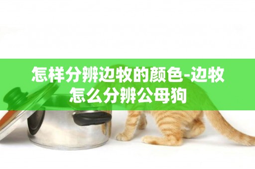 怎樣分辨邊牧的顏色-邊牧怎么分辨公母狗