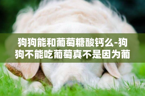 狗狗能和葡萄糖酸鈣么-狗狗不能吃葡萄真不是因為葡萄酸