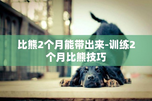 比熊2個月能帶出來-訓練2個月比熊技巧