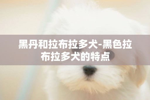 黑丹和拉布拉多犬-黑色拉布拉多犬的特點