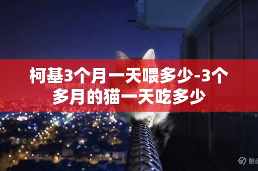 柯基3個月一天喂多少-3個多月的貓一天吃多少