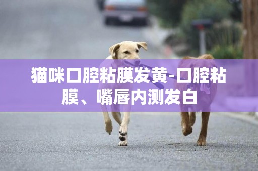 貓咪口腔粘膜發黃-口腔粘膜、嘴唇內測發白