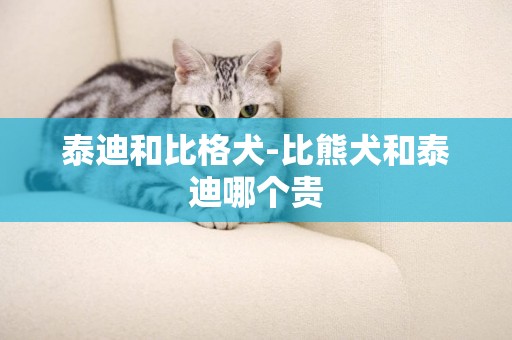 泰迪和比格犬-比熊犬和泰迪哪個貴